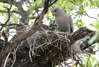 Melierax metabates (Dark chanting goshawk)