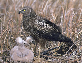 Circus ranivorus (African marsh-harrier)