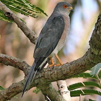 Accipiter badius (Shikra, Little banded goshawk)