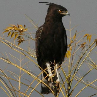 Lophaetus occipitalis (Long-crested eagle) 