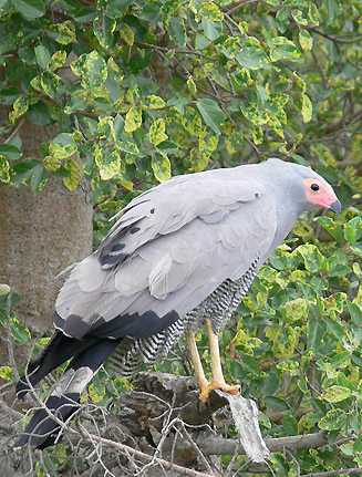 Polyboroides typus (African harrier-hawk, Gymnogene) 