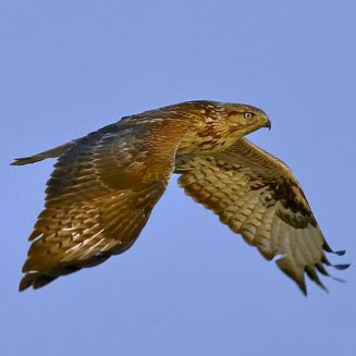 Buteo rufinus (Long-legged buzzard) 