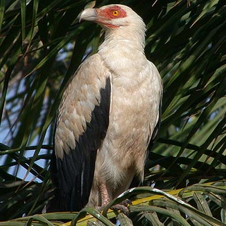Gypohierax angolensis (Palm-nut vulture) 