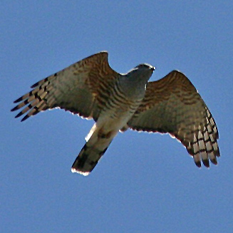 Aviceda cuculoides (African cuckoo hawk, Cuckoo hawk)