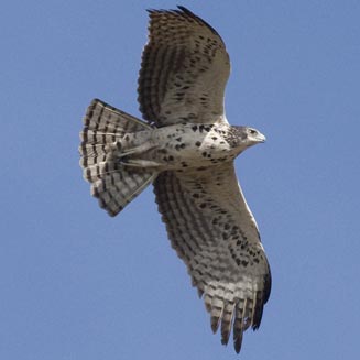 Aquila ayresii (Ayres' hawk-eagle, Ayres' eagle) 