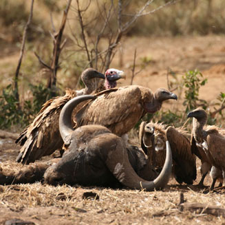 Gyps africanus (White-backed vulture) 
