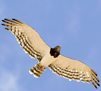 Circaetus pectoralis (Black-chested snake-eagle, Black-breasted snake eagle)
