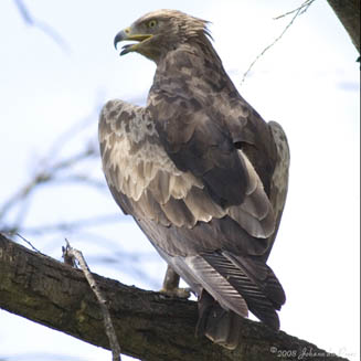 Aquila pomarina (Lesser spotted eagle)