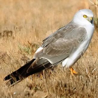 Circus macrourus (Pallid harrier)