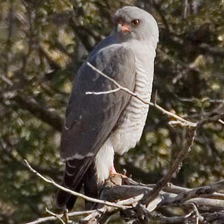 Accipiter ovampensis (Ovambo sparrowhawk) 