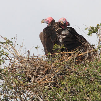 Aegypius tracheliotos (Lappet-faced vulture) 