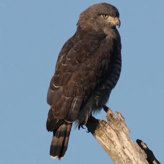 Circaetus fasciolatus (Southern banded snake-eagle) 