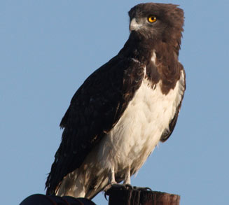 Circaetus pectoralis (Black-chested snake-eagle, Black-breasted snake eagle)