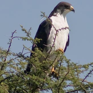 Buteo augur (Augur buzzard) 
