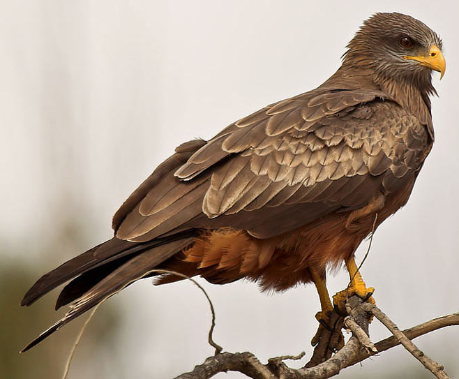 Milvus aegyptius (Yellow-billed kite) 