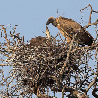Gyps africanus (White-backed vulture)