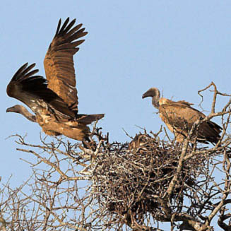 Gyps africanus (White-backed vulture)