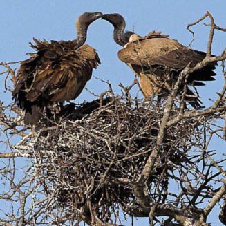 Gyps africanus (White-backed vulture)