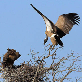 Gyps africanus (White-backed vulture)