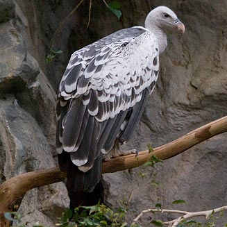 Gyps rueppellii (Rüppell's vulture, Rüppell's Griffon)