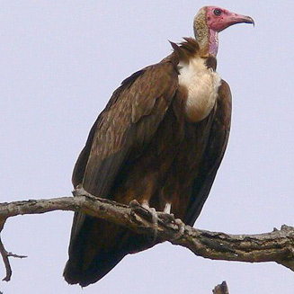 Necrosyrtes monachus (Hooded vulture) 