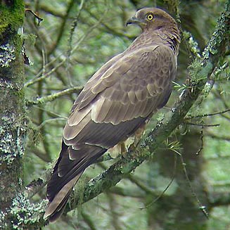 Pernis apivorus (European honey-buzzard, Honey buzzard)