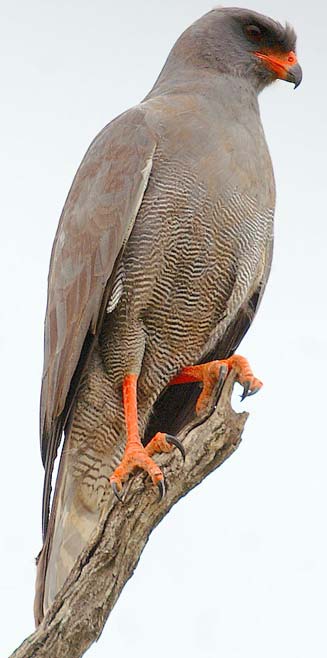 Melierax metabates (Dark chanting goshawk) 