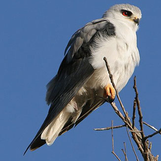 Elanus caeruleus (Black-shouldered kite) 