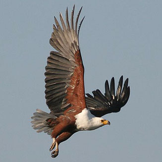 Haliaeetus vocifer (African fish-eagle)