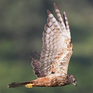 Circus ranivorus (African marsh-harrier)