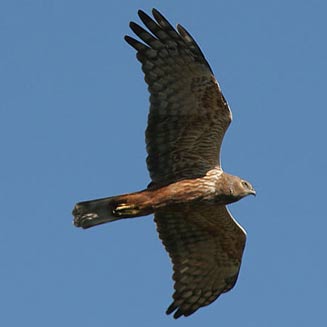 Circus ranivorus (African marsh-harrier)