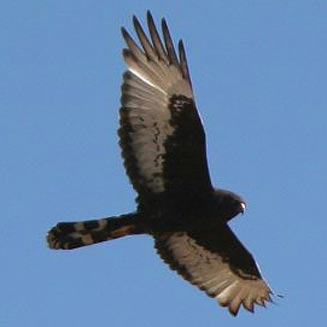 Circus maurus (Black harrier)