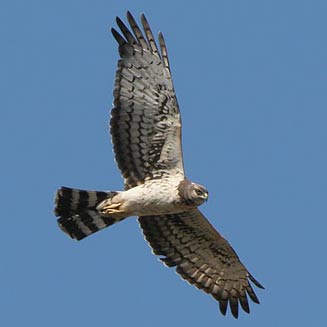 Circus maurus (Black harrier)