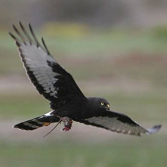 Circus maurus (Black harrier)