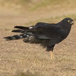 Circus maurus (Black harrier)