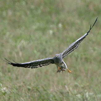 Circus pygargus (Montagu's harrier)