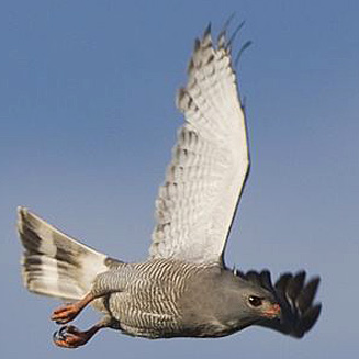 Kaupifalco monogrammicus (Lizard buzzard) 