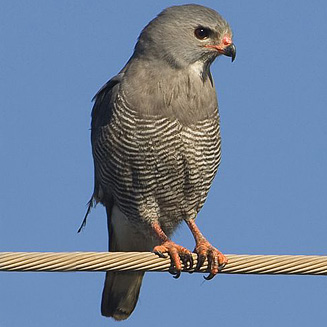 Kaupifalco monogrammicus (Lizard buzzard) 