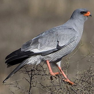 Melierax canorus (Southern pale chanting goshawk, Pale chanting goshawk) 