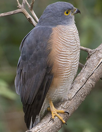 Accipiter tachiro (African goshawk) 