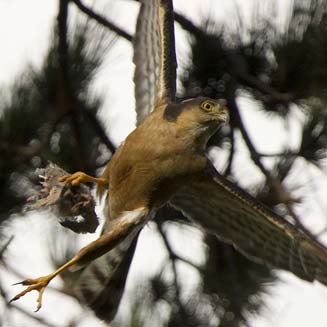 Accipiter rufiventris (Rufous-chested sparrowhawk, Red-breasted sparrowhawk) 