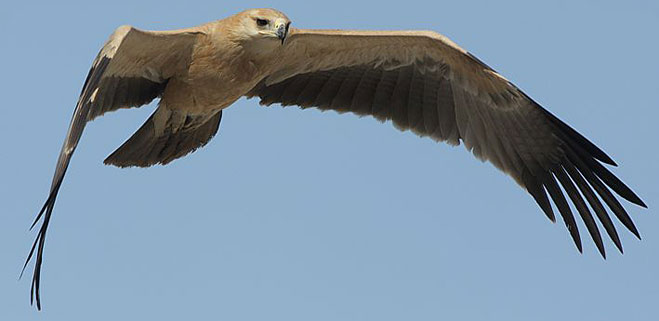 Aquila rapax (Tawny eagle) 