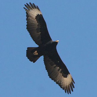 Aquila verreauxii (Verreauxs' eagle, Black eagle) 