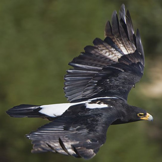 Aquila verreauxii (Verreauxs' eagle, Black eagle) 