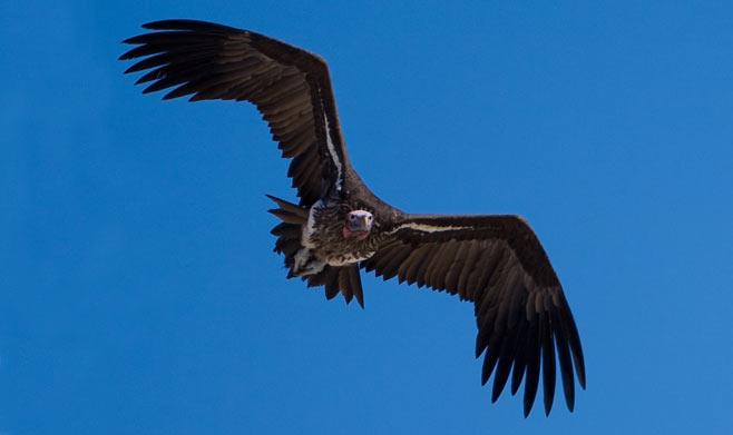 Aegypius tracheliotos (Lappet-faced vulture) 