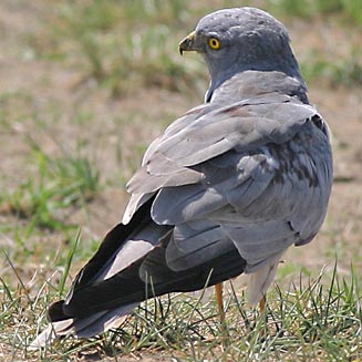 Circus pygargus (Montagu's harrier) 