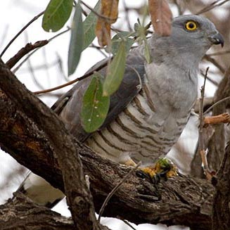 Aviceda cuculoides (African cuckoo hawk, Cuckoo hawk)