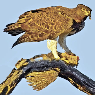 Polemaetus bellicosus (Martial eagle)