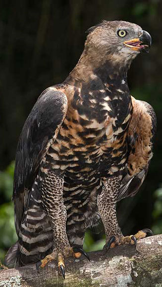 Stephanoaetus coronatus (African crowned eagle, Crowned eagle) 