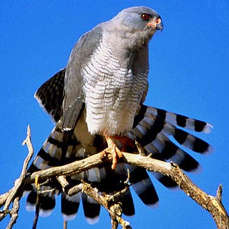 Melierax gabar (Gabar goshawk)&nbsp;